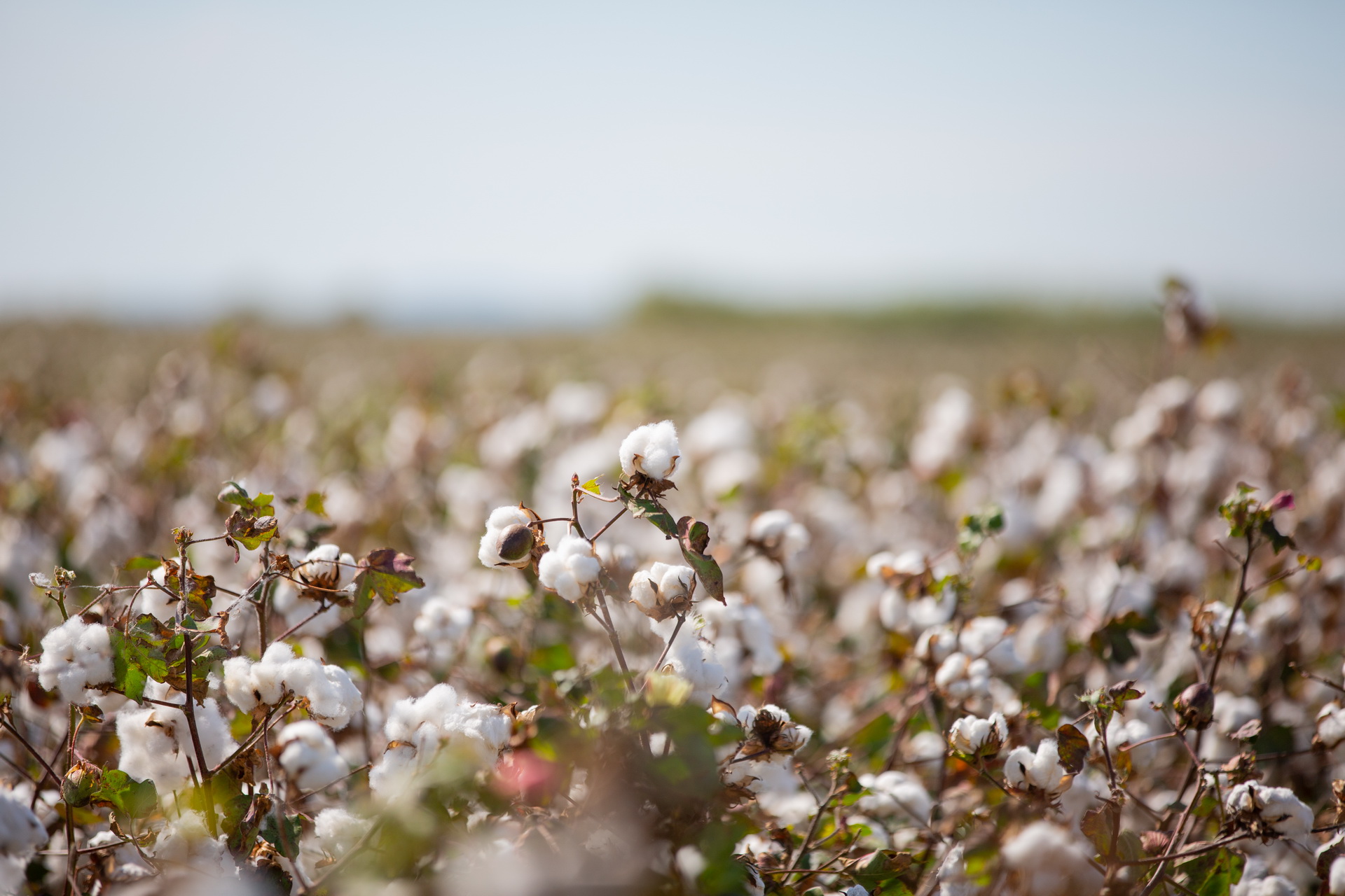 Regenerative Cotton introduction picture field