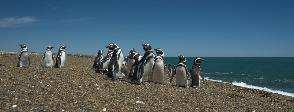 Whales, penguins & sheep. Profile on estancia La Ernestina. picture 3