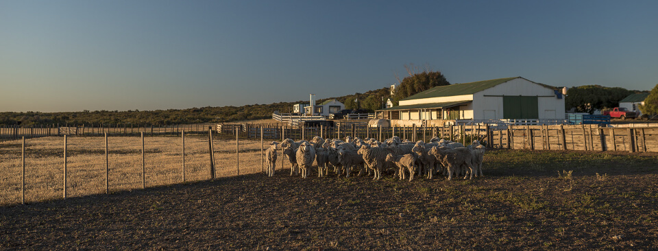 Whales, penguins & sheep. Profile on estancia La Ernestina. picture 5